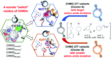 Graphical abstract: The mutagenesis of a single site for enhancing or reversing the enantio- or regiopreference of cyclohexanone monooxygenases