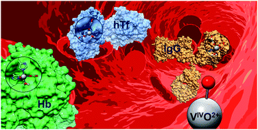Graphical abstract: The binding modes of VIVO2+ ions in blood proteins and enzymes