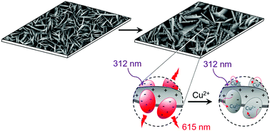 Graphical abstract: In situ immobilization of YVO4:Eu phosphor particles on a film of vertically oriented Y2(OH)5Cl·nH2O nanosheets