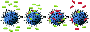 Graphical abstract: Immobilized random peptide mixtures exhibit broad antimicrobial activity with high selectivity