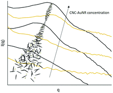 Graphical abstract: SANS study of mixed cholesteric cellulose nanocrystal – gold nanorod suspensions
