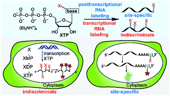 Graphical abstract: Bioorthogonal chemistry-based RNA labeling technologies: evolution and current state