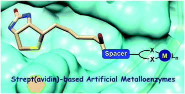 Graphical abstract: Evolution of strept(avidin)-based artificial metalloenzymes in organometallic catalysis