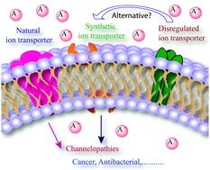 Graphical abstract: Biological applications of synthetic anion transporters