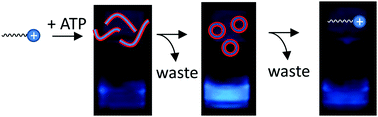 Graphical abstract: Time-gated fluorescence signalling under dissipative conditions