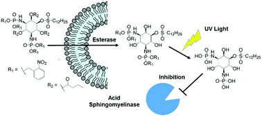 Graphical abstract: A photocaged inhibitor of acid sphingomyelinase