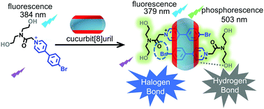 Graphical abstract: A twin-axial pseudorotaxane for phosphorescence cell imaging