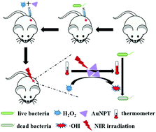 Graphical abstract: Gold nanoplates with superb photothermal efficiency and peroxidase-like activity for rapid and synergistic antibacterial therapy