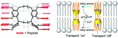 Graphical abstract: Unimolecular artificial transmembrane channels showing reversible ligand-gating behavior