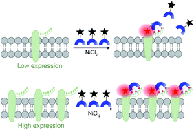 Graphical abstract: Assessing changes in the expression levels of cell surface proteins with a turn-on fluorescent molecular probe