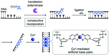 Graphical abstract: Site-specific polymerase incorporation of consecutive ligand-containing nucleotides for multiple metal-mediated base pairing