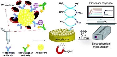 Graphical abstract: Ultrasensitive detection of programmed death-ligand 1 (PD-L1) in whole blood using dispersible electrodes