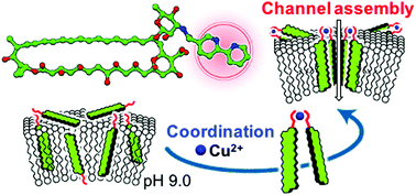 Graphical abstract: pH-Dependent ion permeability control of a modified amphotericin B channel through metal complexation