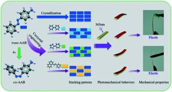 Graphical abstract: Tuning the photomechanical behavior and excellent elasticity of azobenzene via cocrystal engineering