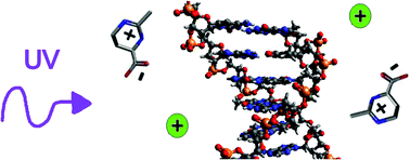 Graphical abstract: Ectoine interaction with DNA: influence on ultraviolet radiation damage