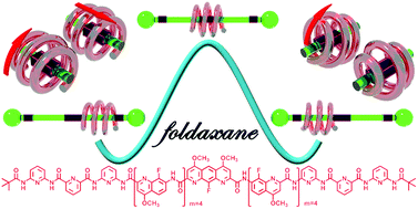 Graphical abstract: The shuttling mechanism of foldaxanes: more than just translocation and rotation