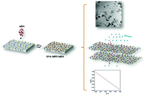 Graphical abstract: Matrix–filler interactions and solvent sorption features of nanohydroxyapatite (nHA) embedded ethylene-co-vinyl acetate (EVA)–millable polyurethane (MPU) blends
