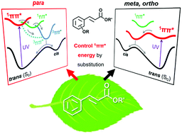 Graphical abstract: Substitution effect on the nonradiative decay and trans → cis photoisomerization route: a guideline to develop efficient cinnamate-based sunscreens