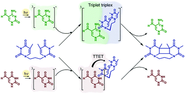 Graphical abstract: Experimental and theoretical studies on thymine photodimerization mediated by oxidatively generated DNA lesions and epigenetic intermediates