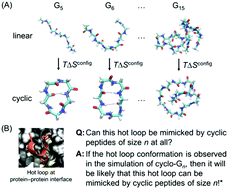 Graphical abstract: Cyclic peptides: backbone rigidification and capability of mimicking motifs at protein–protein interfaces