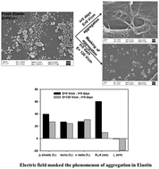 Graphical abstract: Electric field-driven conformational changes in the elastin protein