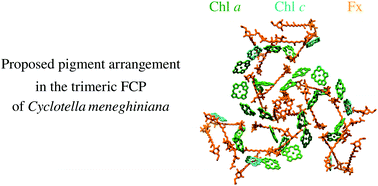 Graphical abstract: Confronting FCP structure with ultrafast spectroscopy data: evidence for structural variations