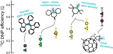 Graphical abstract: Spin density localization and accessibility of organic radicals affect liquid-state DNP efficiency