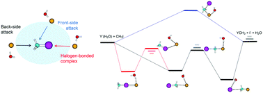 Graphical abstract: Investigating the role of halogen-bonded complexes in microsolvated Y−(H2O)n + CH3I SN2 reactions