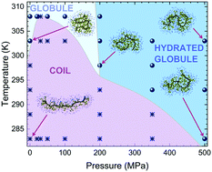 Graphical abstract: Molecular insights on poly(N-isopropylacrylamide) coil-to-globule transition induced by pressure
