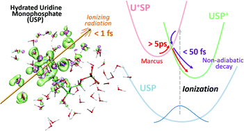 Graphical abstract: The mystery of sub-picosecond charge transfer following irradiation of hydrated uridine monophosphate