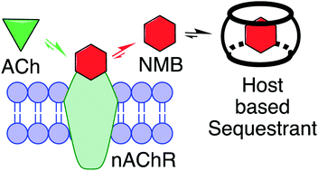 Graphical abstract: Supramolecular hosts as in vivo sequestration agents for pharmaceuticals and toxins