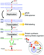 Graphical abstract: Genetic alphabet expansion technology by creating unnatural base pairs