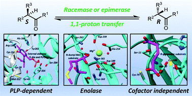Graphical abstract: Racemases and epimerases operating through a 1,1-proton transfer mechanism: reactivity, mechanism and inhibition