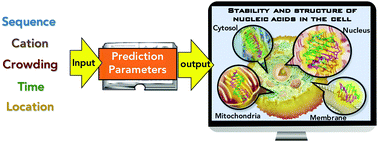 Graphical abstract: Stability prediction of canonical and non-canonical structures of nucleic acids in various molecular environments and cells