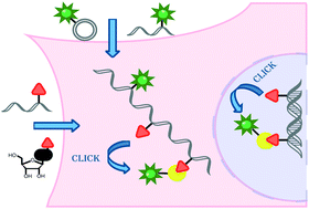 Graphical abstract: Covalent labeling of nucleic acids