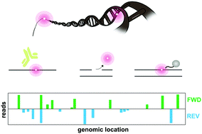 Graphical abstract: Next-generation DNA damage sequencing