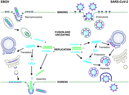 Graphical abstract: Antiviral drug discovery: preparing for the next pandemic