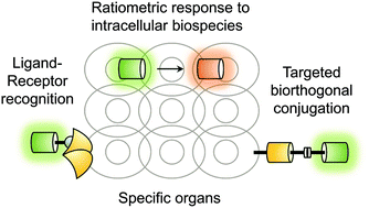 Graphical abstract: Small-molecule fluorescence-based probes for interrogating major organ diseases