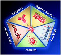 Graphical abstract: Recent progress in fluorescent probes for bacteria