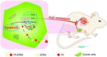 Graphical abstract: Combating metastasis of breast cancer cells with a carboplatin analogue containing an all-trans retinoic acid ligand