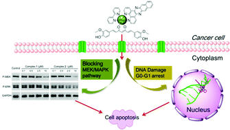 Graphical abstract: Bifunctional ruthenium(ii) polypyridyl complexes of curcumin as potential anticancer agents