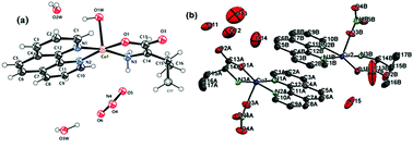 Graphical abstract: Copper(ii) l/d-valine-(1,10-phen) complexes target human telomeric G-quadruplex motifs and promote site-specific DNA cleavage and cellular cytotoxicity