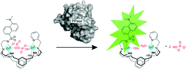 Graphical abstract: Monitoring inorganic pyrophosphatase activity with the fluorescent dizinc(ii) complex of a macrocycle bearing one dansylamidoethyl antenna