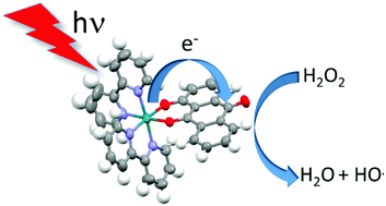 Graphical abstract: Hydrogen peroxide assisted photorelease of an anthraquinone-based ligand from [Ru(2,2′-bipyridine)2(9,10-dioxo-9,10-dihydroanthracen-1-olate)]Cl in aqueous solution