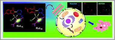 Graphical abstract: DNA targeting half sandwich Ru(ii)-p-cymene-N^N complexes as cancer cell imaging and terminating agents: influence of regioisomers in cytotoxicity