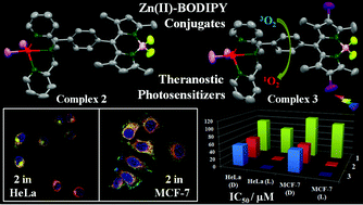 Graphical abstract: BODIPY-linked cis-dichlorido zinc(ii) conjugates: the strategic design of organelle-specific next-generation theranostic photosensitizers