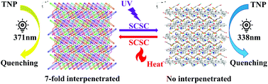 Graphical abstract: A single-crystal to single-crystal transition from a 7-fold interpenetrated coordination polymer to a non-interpenetrated one by photochemical [2 + 2] polymerization and their sensing properties