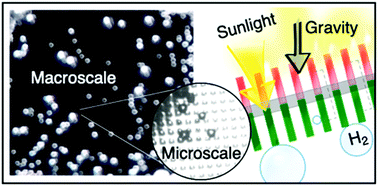 Graphical abstract: Effects of bubbles on the electrochemical behavior of hydrogen-evolving Si microwire arrays oriented against gravity