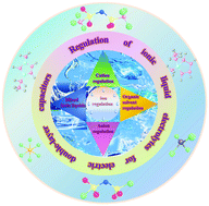Graphical abstract: Ion regulation of ionic liquid electrolytes for supercapacitors