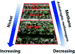 Graphical abstract: Acetotrophic methanogens are sensitive to long-term nickel contamination in paddy soil